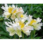 Peonija  `Green Lotus`